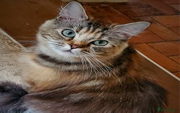 British Longhair cats for sale: Domestic Longhaired Female  - Advert 1