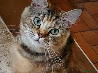 British Longhair cats for sale: Domestic Longhaired Female - Advert 1