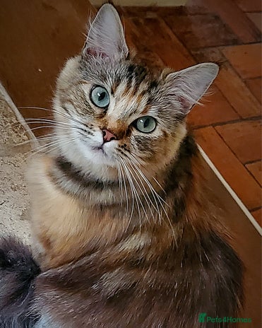 British Longhair cats Domestic Longhaired Female - Advert 1