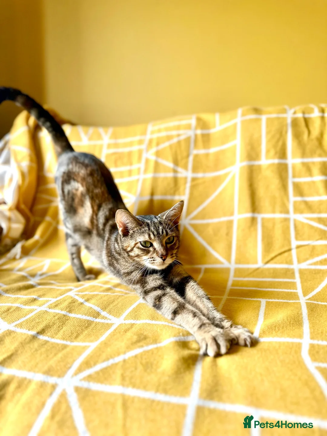Mixed Breed cats for sale: Beautiful, Friendly Mixed Breed Tabby & White in Dartmouth - Advert 2