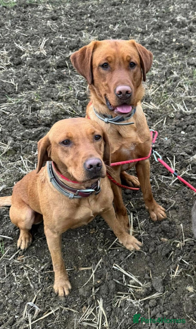 Labrador Retriever dogs for sale: KC Stunning Dark Fox Red Labrador Puppies - Advert 17