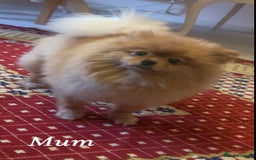 Pomeranian dogs for sale: Pedigree Pomeranian puppies for sale - Advert 10