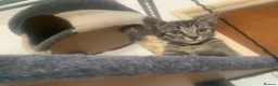 Mixed Breed cats for sale: Savannah x Domestic Black Tom Cat - Advert 22