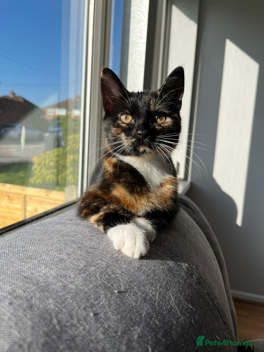 Domestic Shorthair cats for sale: Female cat for sale  - Advert 7