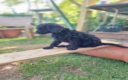 Cavapoo dogs for sale: F1b Standard Cavapoo, 3 remaining ready to leave in Watchet - Image 28