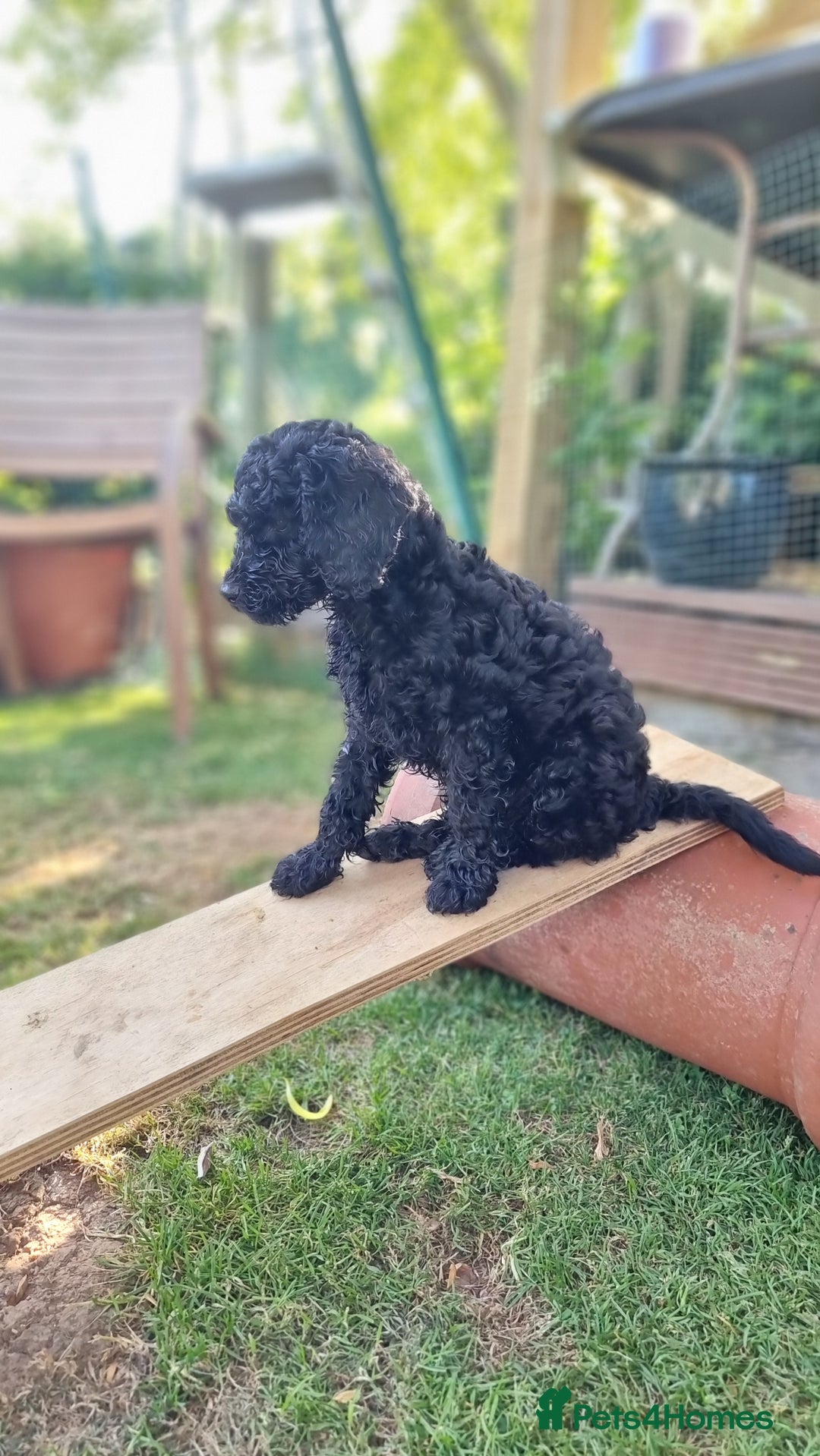 Cavapoo dogs for sale: F1b Standard Cavapoo, 3 remaining ready to leave in Watchet - Image 28
