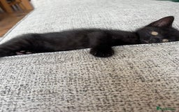 Bombay cats for sale: 4.5m Female Kitten - Image 3