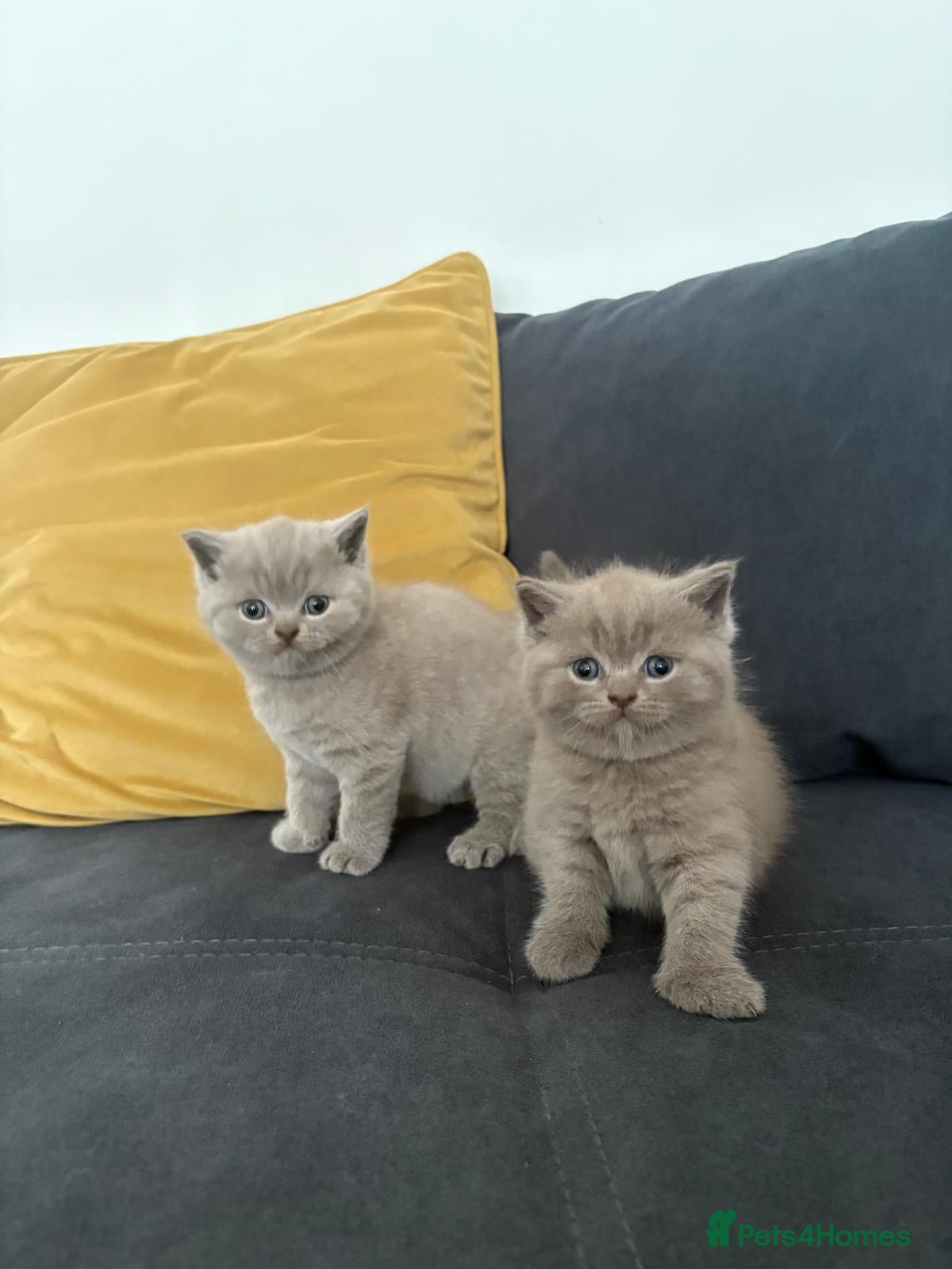 Scottish Fold cats Scottish Fold - Advert 9