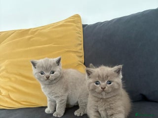 Scottish Fold cats Scottish Fold - Advert 9