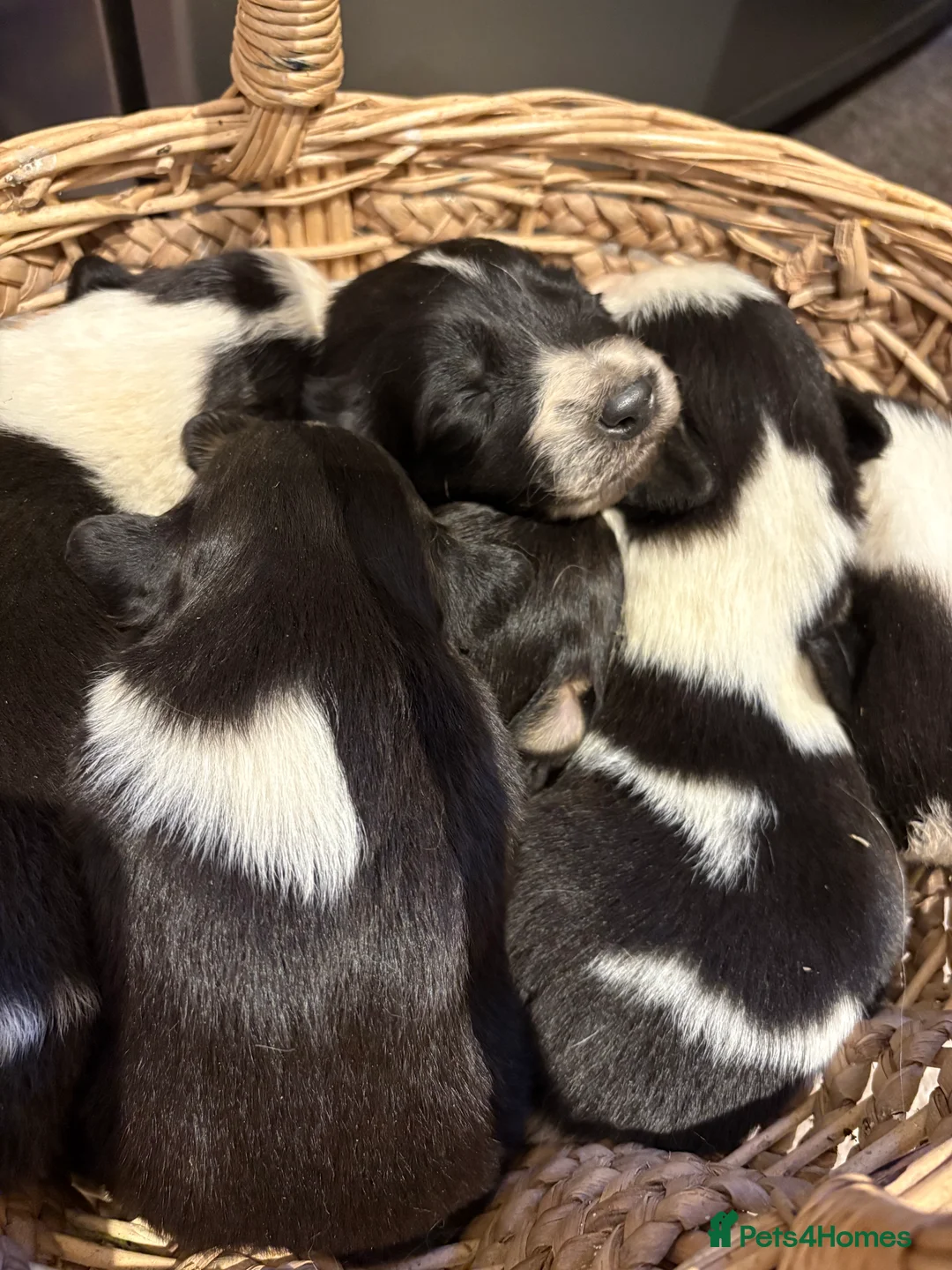 Border Collie dogs for sale: Gorgeous border collie pups - Advert 9