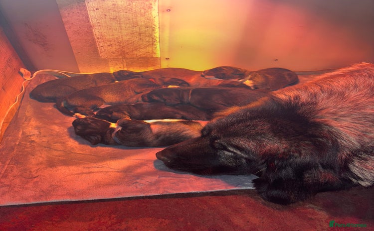 Caucasian Shepherd Dog dogs Caucasian Shepherds  - Advert 2