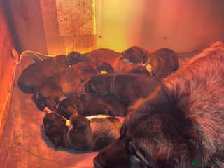 Caucasian Shepherd Dog dogs Caucasian Shepherds - Advert 1