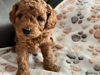 Cavapoo dogs Cavapoo Puppies F1B - Advert 14