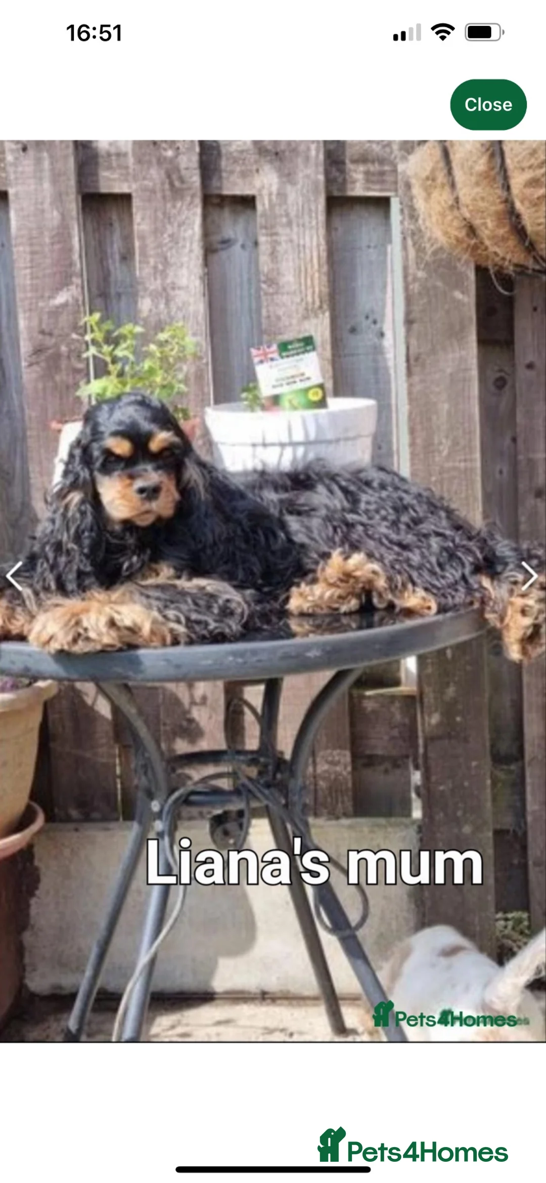 American Cocker Spaniel dogs for sale: Lovely 3 year old American cocker spaniel  - Advert 2