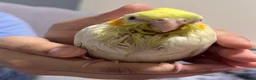 Cockatiels birds for sale: Baby tamed Cockateil  - Advert 5