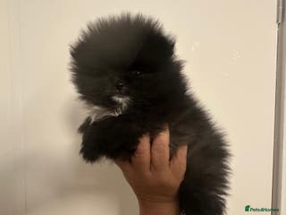 Pomeranian dogs Pomeranian puppies - Advert 2