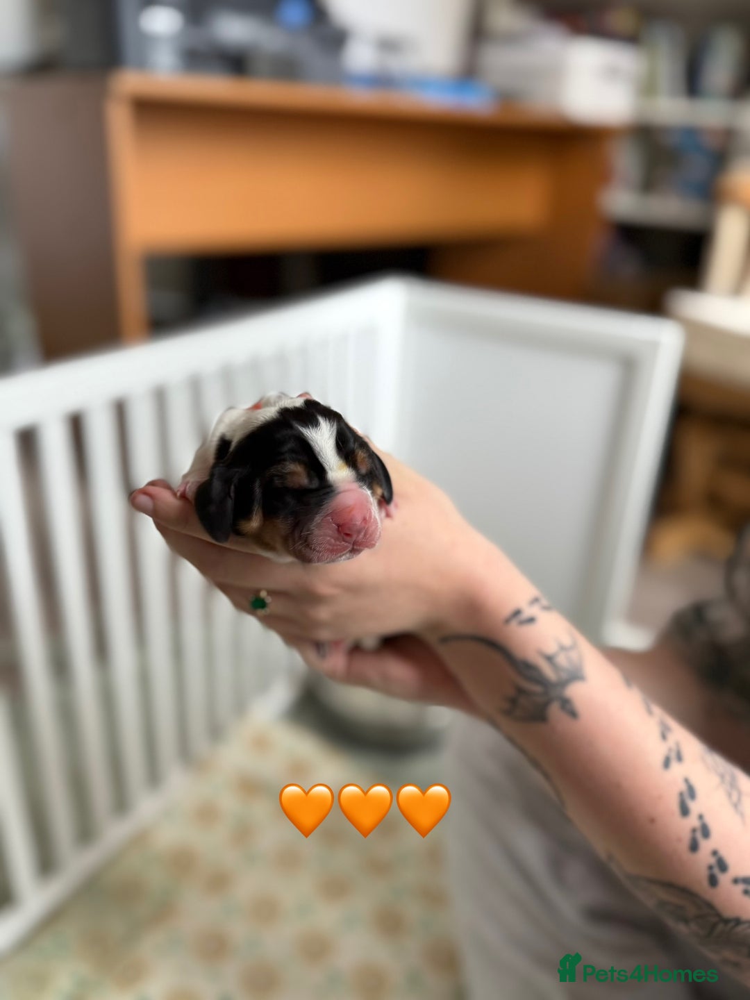 Basset Hound dogs for sale: Beautiful Basset Hound Puppies  - Image 18
