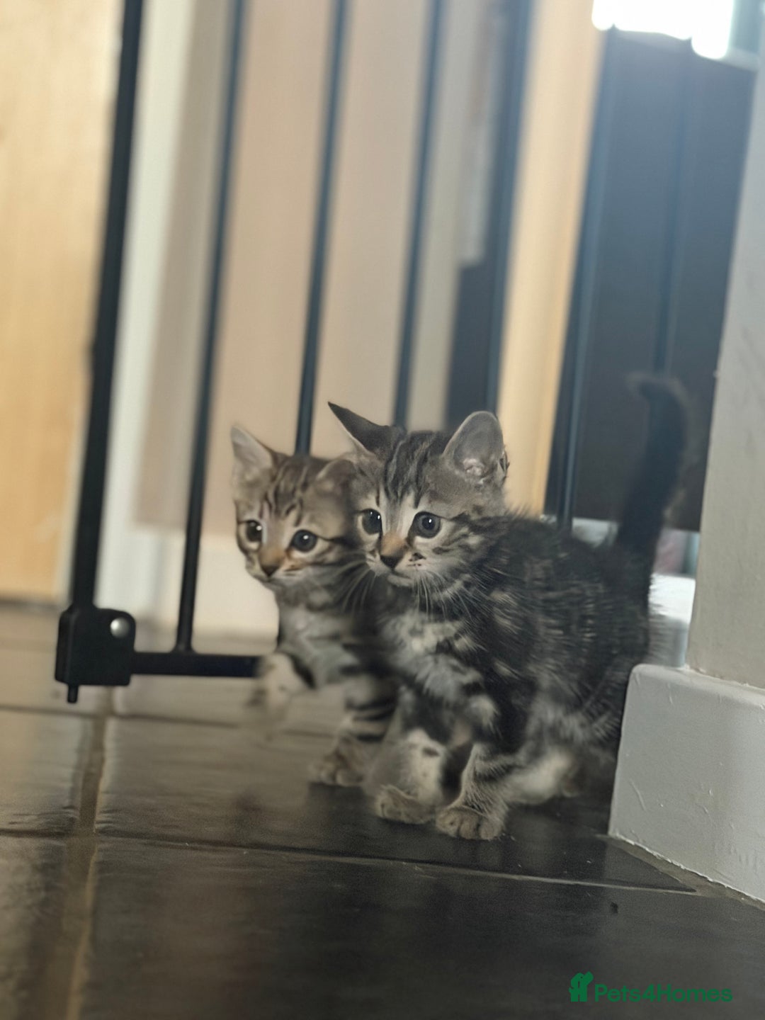 Bengal cats for sale: Adorable kittens for loving homes - Advert 13