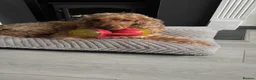 Cocker Spaniel dogs for sale: Loving cocker spaniel  in Belfast - Advert 2