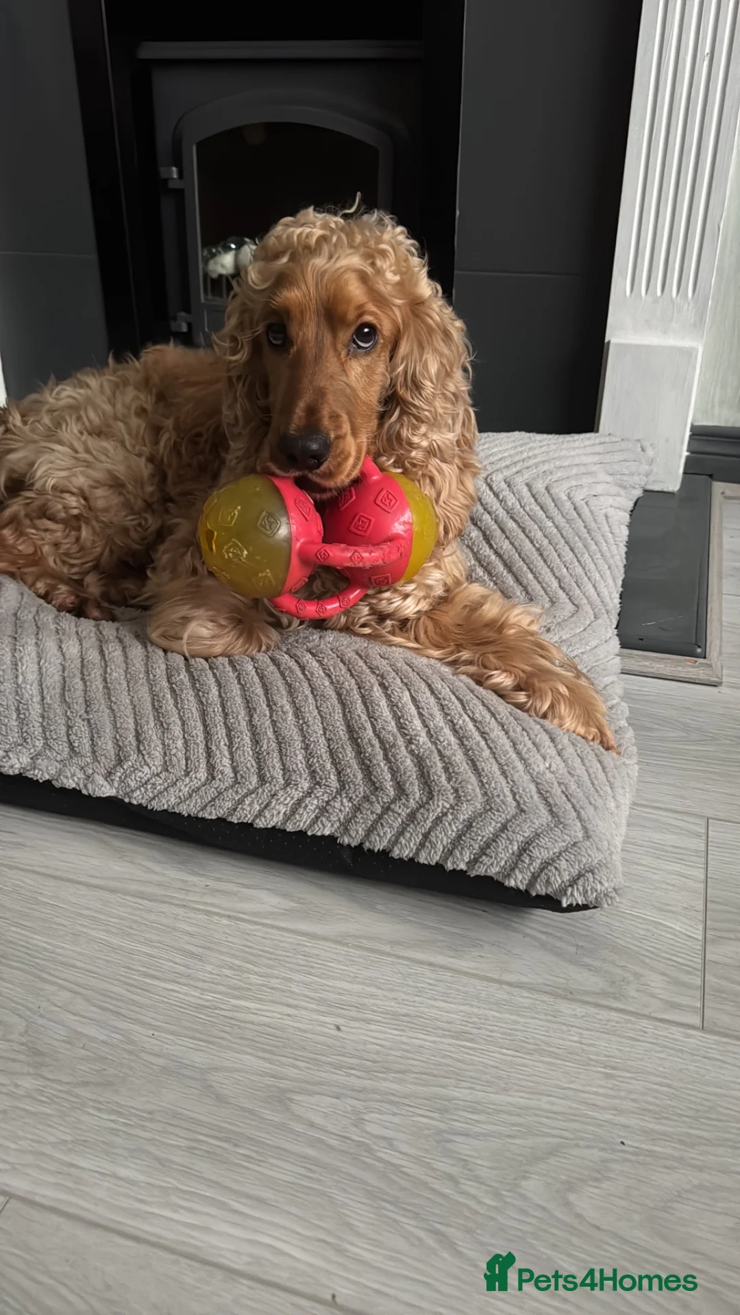 Cocker Spaniel dogs for sale: Loving cocker spaniel  in Belfast - Advert 2