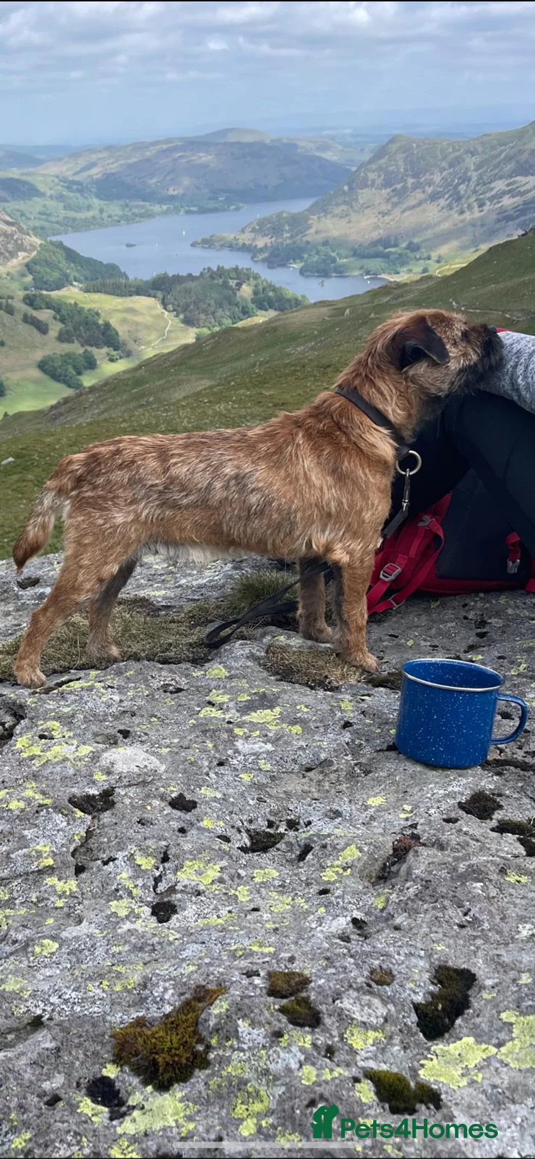 Border Terrier dogs for sale: Kc Reg Border Terrier Puppies  - Advert 1