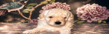 Cavapoochon Puppy 1