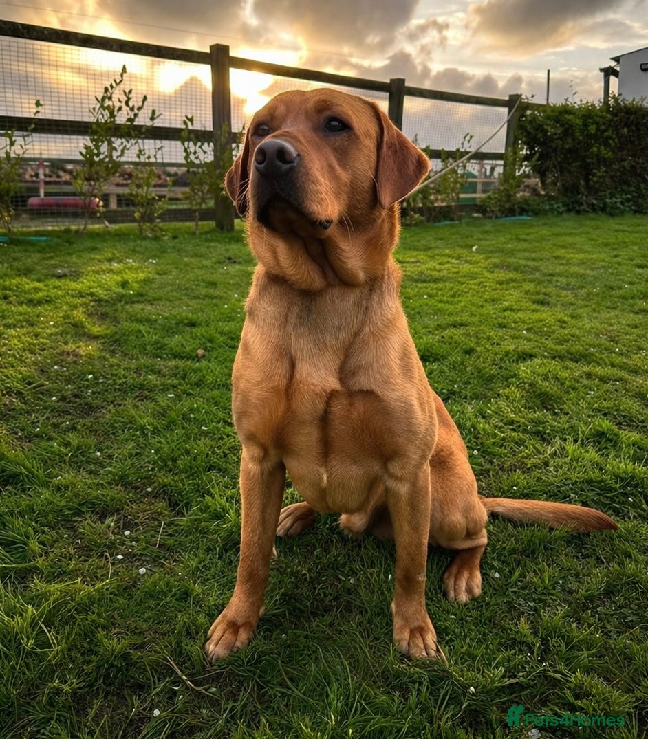 Labrador Retriever dogs Fully Health Tested Fox Red Labrador  - Advert 1