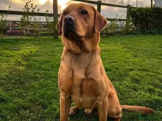 Labrador Retriever dogs Fully Health Tested Fox Red Labrador - Advert 1