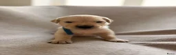 Golden Retriever dogs for sale: Golden Retriever Puppies in Carmarthen - Advert 5