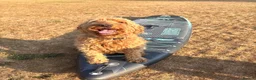 Irish Doodle dogs for sale: LARGE Irish Golden Doodle Puppies- red curly coats in Winchester - Advert 6