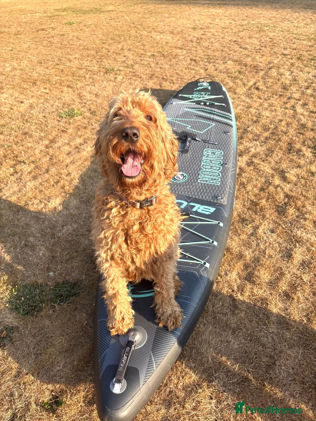 Irish Doodle dogs for sale: LARGE Irish Golden Doodle Puppies- red curly coats in Winchester - Advert 6