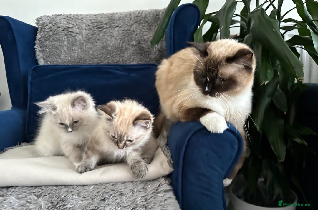 Ragdoll cats for sale: Male ragdoll kitten ASAP! - Image 6
