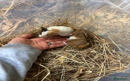 Guinea Pig rodents for sale: Baby Boy Guinea Pigs - Image 1
