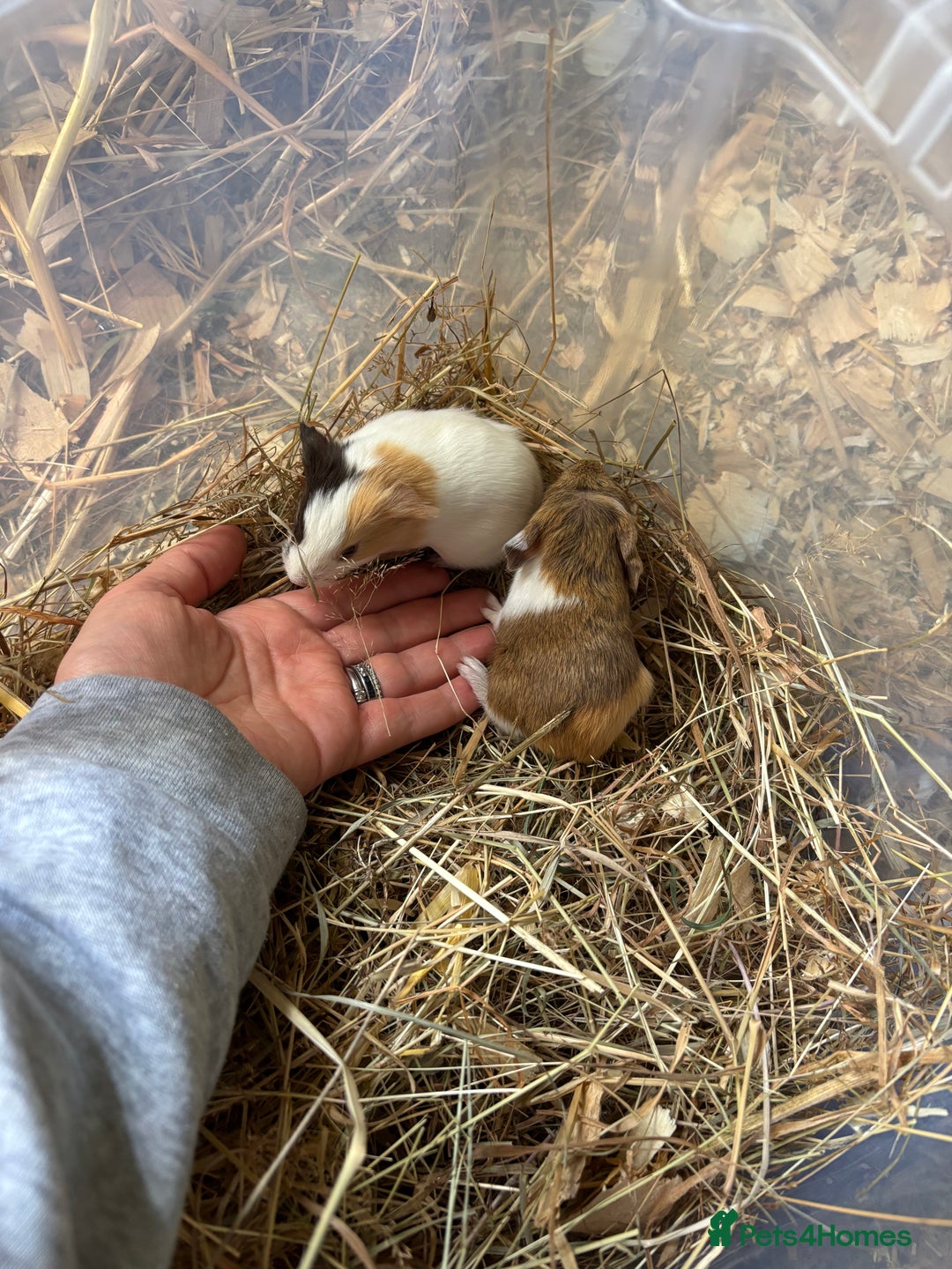 Guinea Pig rodents for sale: Baby Boy Guinea Pigs - Image 1
