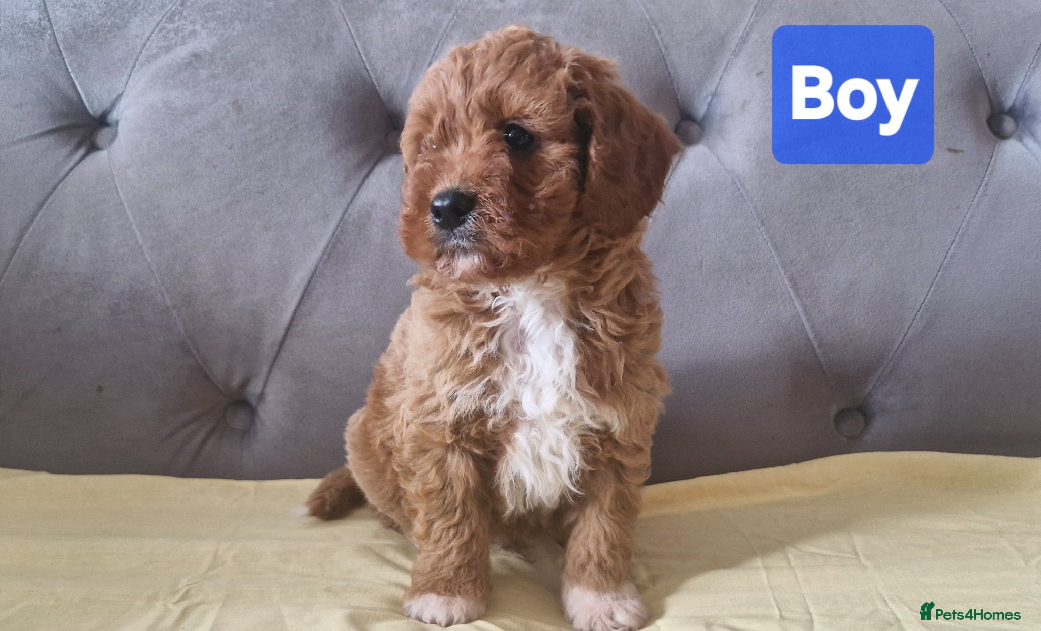 Cavapoo dogs Gorgeous cavapoo puppies health tested parents - Advert 2