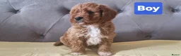 Cavapoo dogs for sale: Gorgeous cavapoo puppies health tested parents - Advert 2