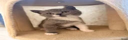 British Shorthair cats for sale:  Beautiful British Shorthair Kittens ✨🐾 - Advert 10
