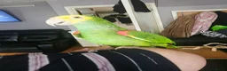 Parrots birds for sale: Double Yellow headed Amazon - Advert 9