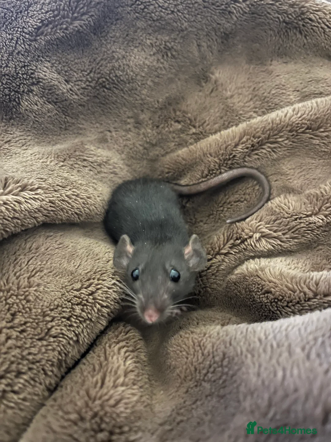 Rat rodents for sale: 2 Dumbo rats - Advert 9