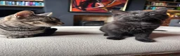 Mixed Breed cats for sale: 2 male kittens - Advert 1