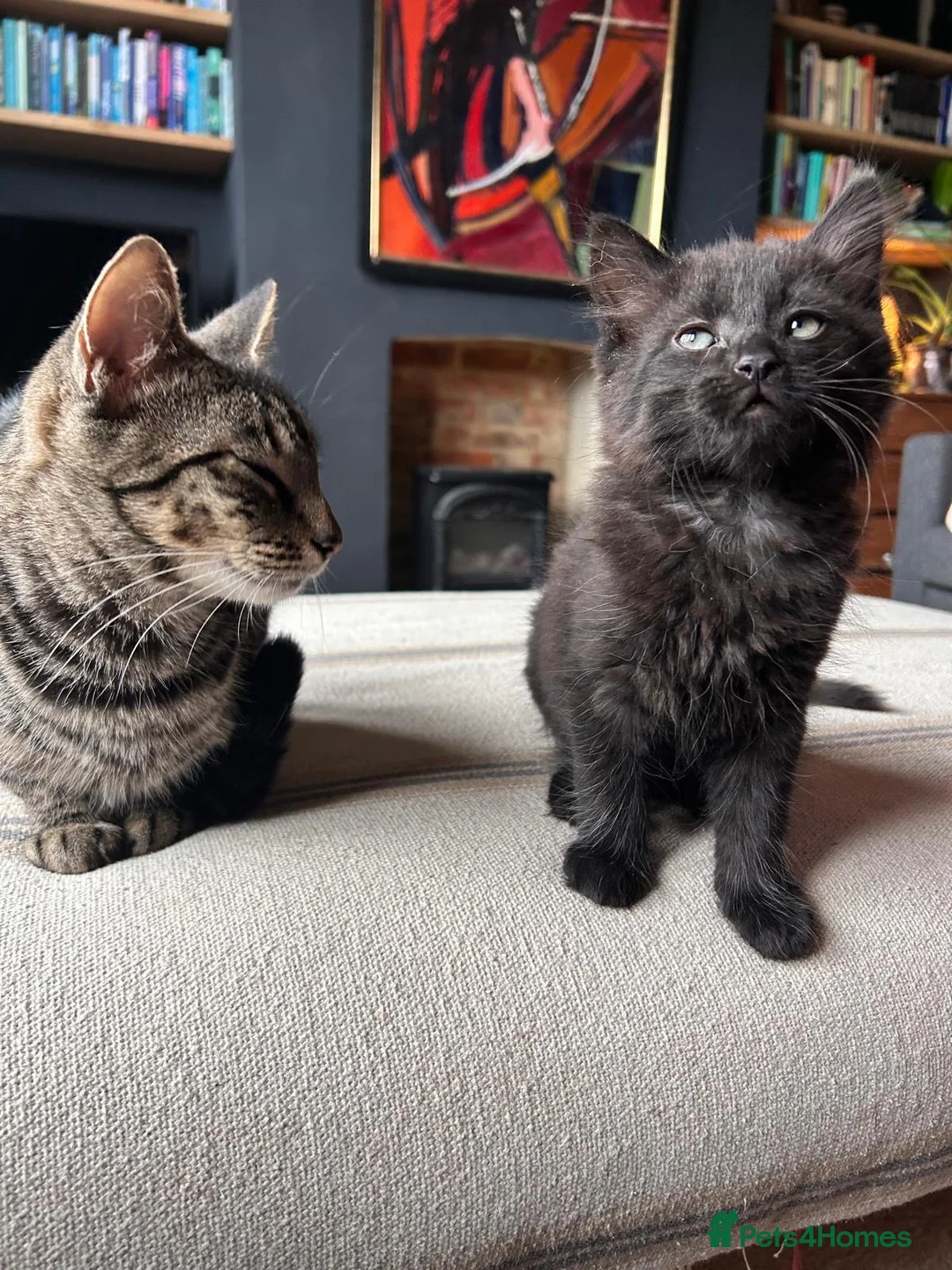 Mixed Breed cats for sale: 2 male kittens - Advert 1