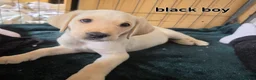 Labrador Retriever dogs for sale: Ready to leave labrador puppies 2girl 3male left  - Advert 8