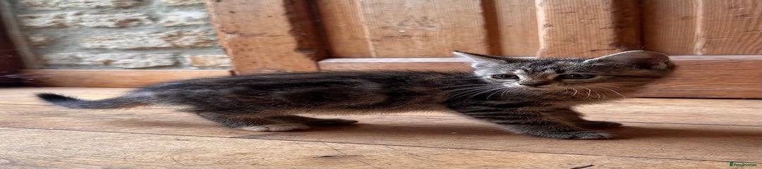 Domestic Shorthair Kitten 1