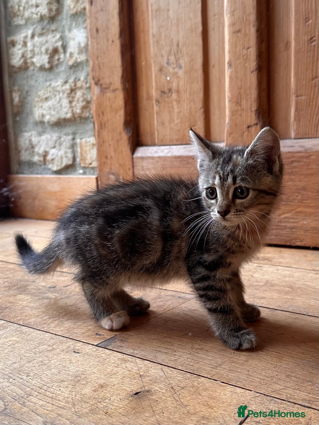 Domestic Shorthair cats for sale: *both pending collection* X2 female tabby kittens  - Image 4
