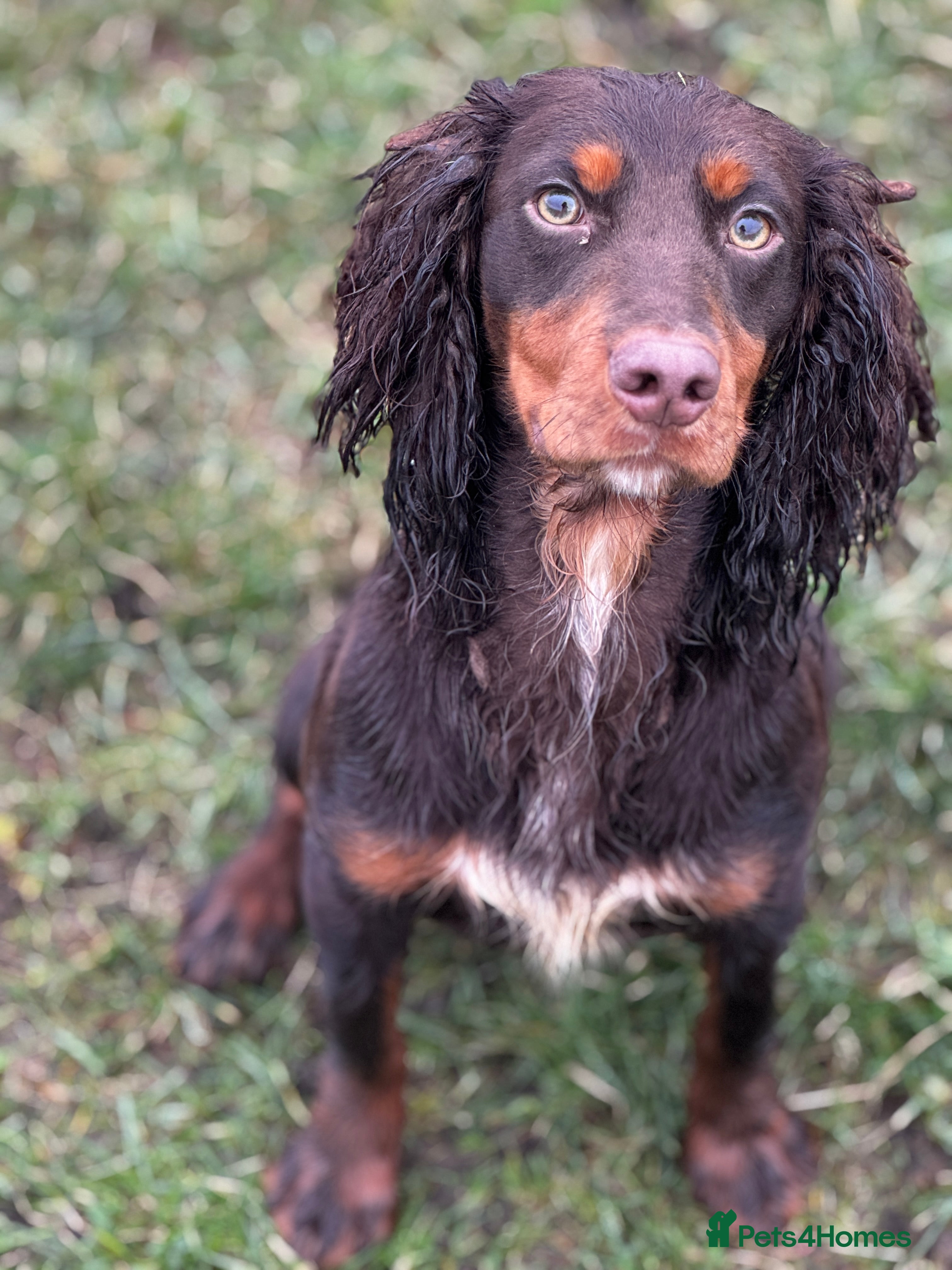 Cocker Spaniel dogs KC Working Cocker Stud – Temperament to Die For - Advert 1