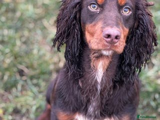 Cocker Spaniel dogs KC Working Cocker Stud – Temperament to Die For - Advert 1