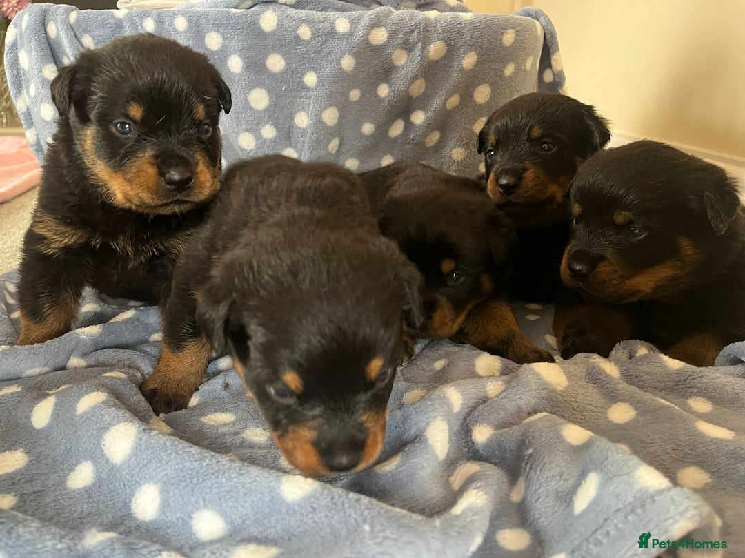 Rottweiler dogs for sale: 🤎🖤🦍 KC REGISTERED 5 ⭐️ BREEDER - Advert 10