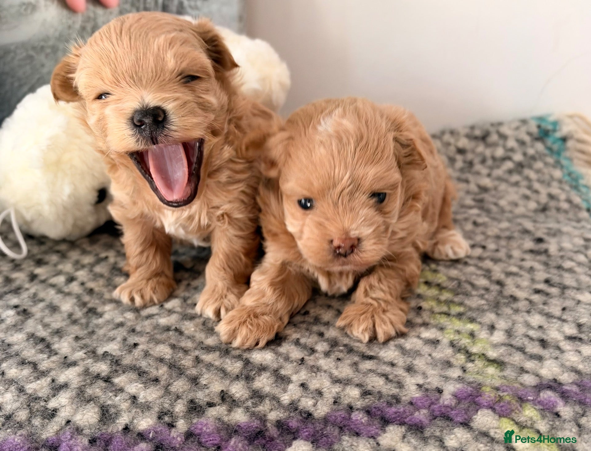Maltipoo dogs for sale: ✨ Exceptional Maltipo PUPPIES – LOVING HOMES ONLY  - Advert 9