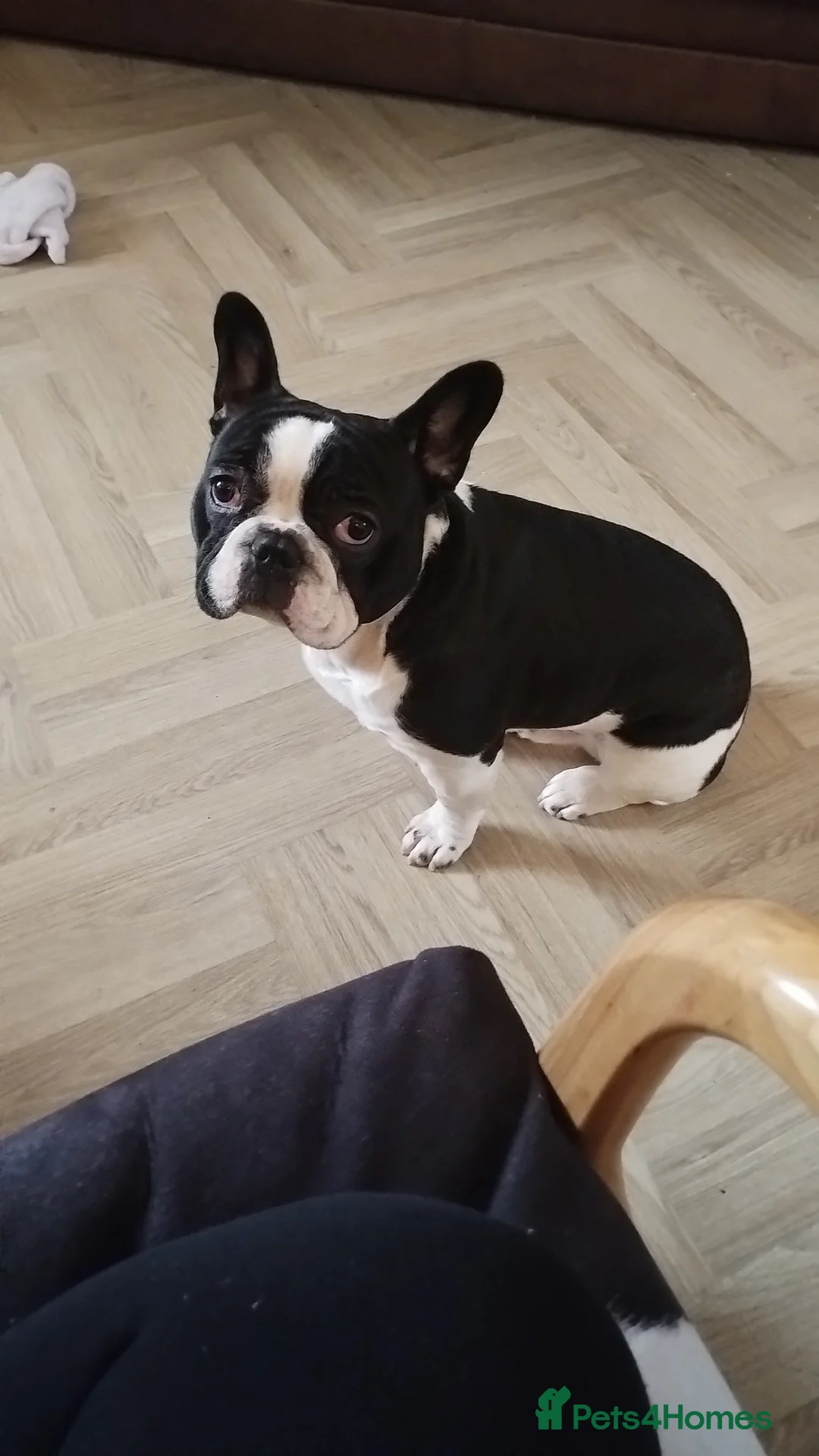 French Bulldog dogs for sale: Male french bulldog  in Pontypridd - Advert 1