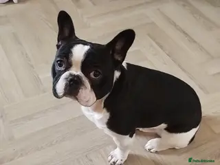 French Bulldog dogs Male french bulldog in Pontypridd - Advert 1